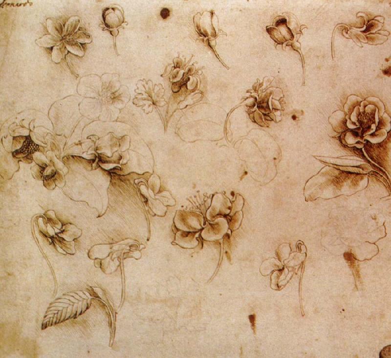 Leonardo  Da Vinci Flower Studies oil painting picture